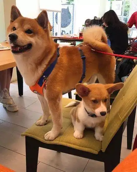 柯基和柴犬拍合照,柴犬笑得像个二傻子,柯基却一脸高冷!