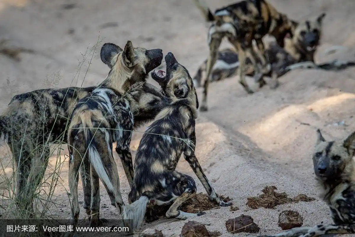 一群在沙滩上玩耍的非洲野狗.