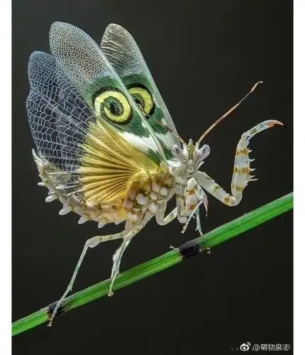 世界十大螳螂,排第一的可以捕捉蛇!