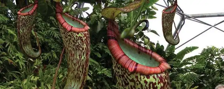 巨型猪笼草的介绍分布的区域