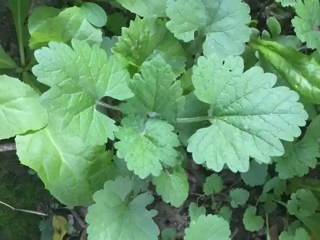 农村常见夏至草,又叫"小益母草"价值高,市场价格30元一斤