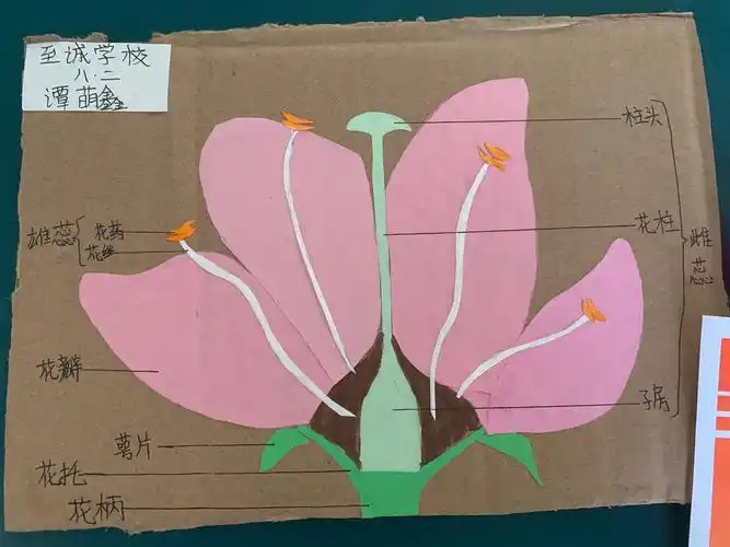 大显身手,百花齐放之至诚学校生物模具标本制作大赛