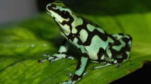 色彩鲜艳的青蛙