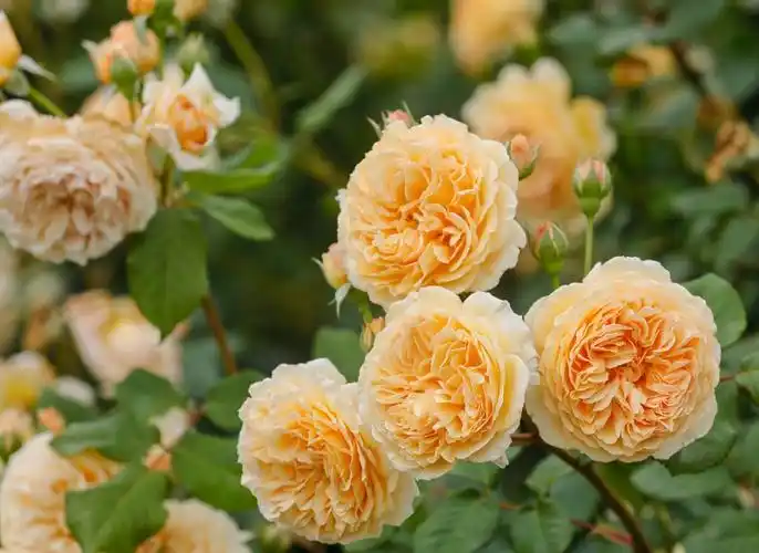 月季图片玛格丽特王妃