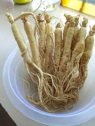 东北野山参功效与作用东北野山参的食用方法