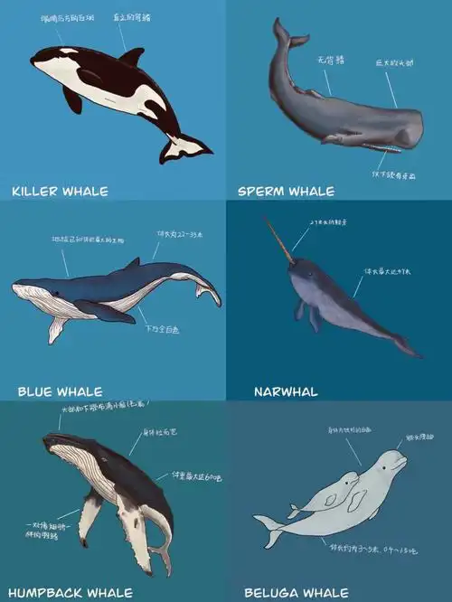 动物手绘科普鲸鱼篇