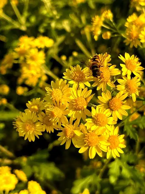 小清新 - 咖啡豆2021