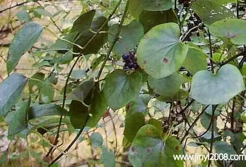 化肉藤的功效与作用