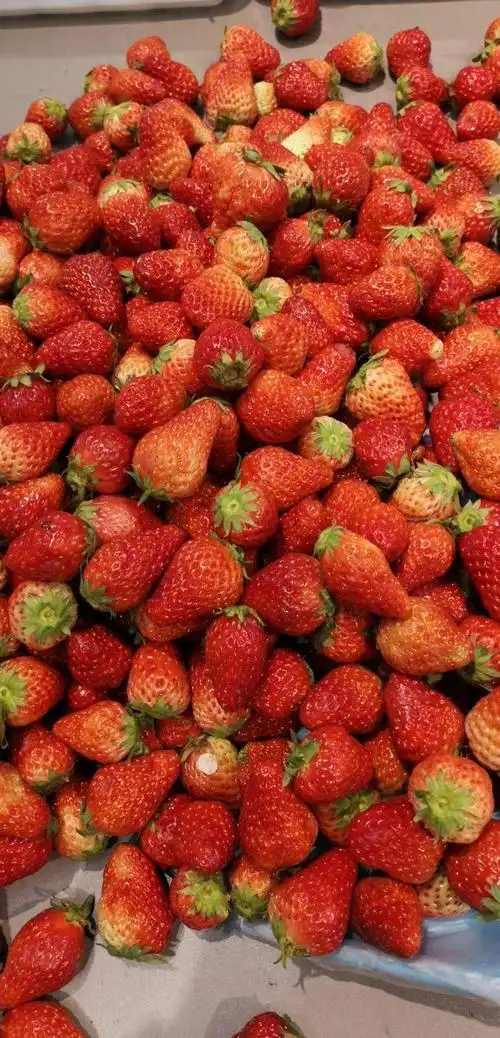 或因成熟度不[正版商业] 草莓果肉草莓果肉冰棍草莓果肉图片棚拍 果实