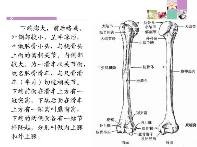 外侧部较小,呈半球形, 叫做肱骨小头,与桡骨头 上面的窝相关节.