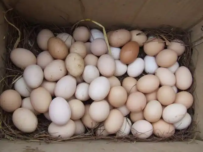 土鸡蛋古驿农合社欢迎您(3/1056)