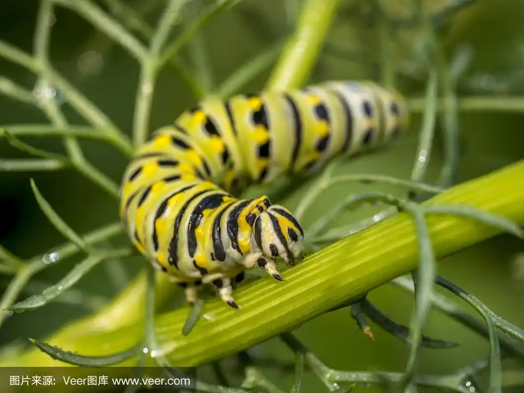 帝王毛虫,幼虫,鳞翅目