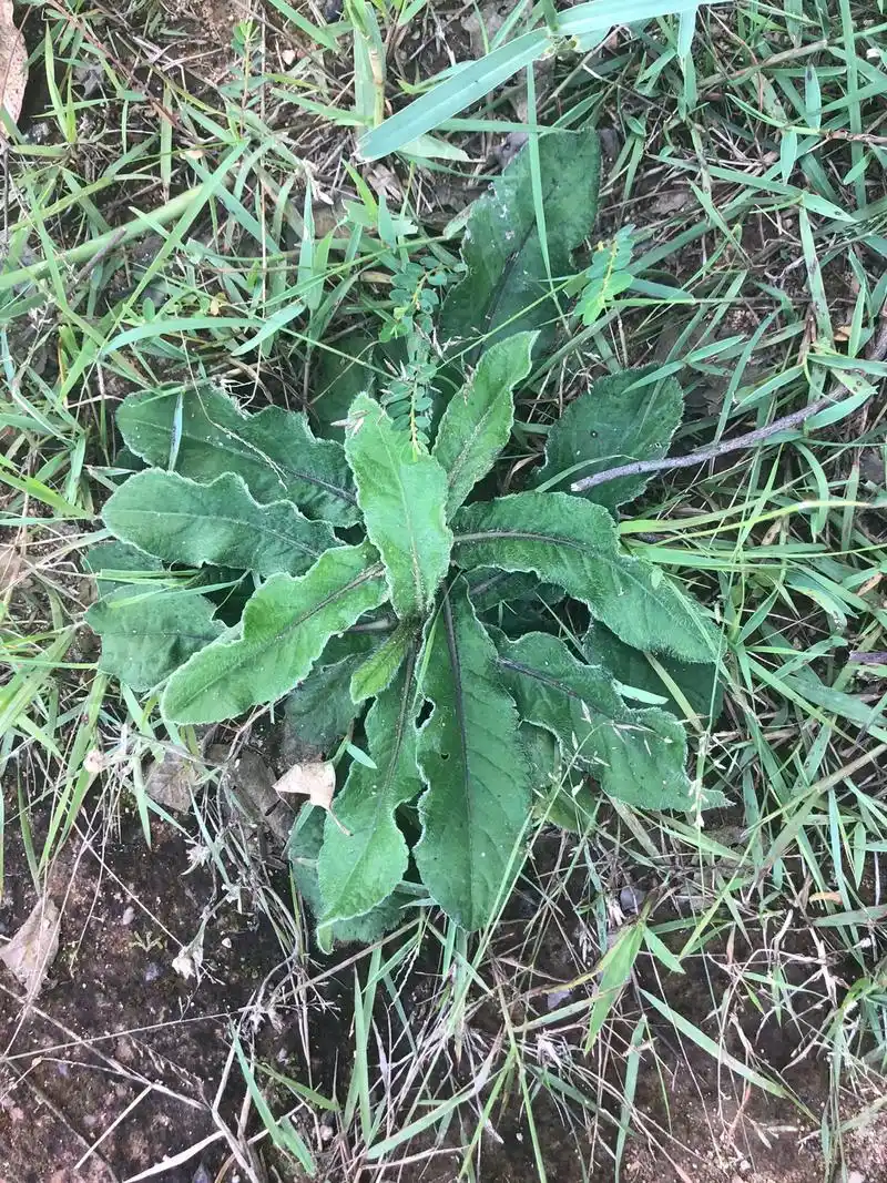 地胆草(红花地胆草) - 抖音