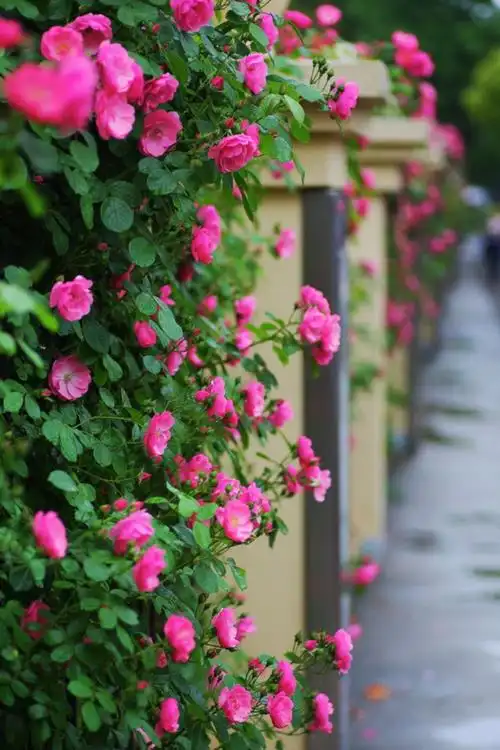 赏花 雨中蔷薇 写美篇