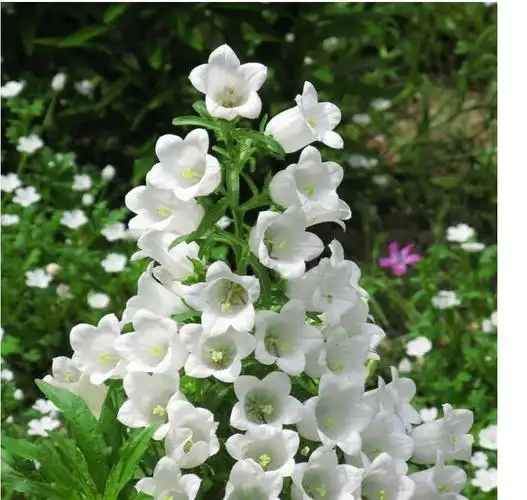 p> b>白钟花 /b>(学名: i>cyananthus montanus /i>)是桔梗科 a