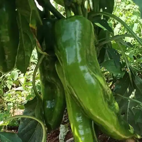 精品甜杂长甜椒青椒柿子椒菜椒辣椒种子