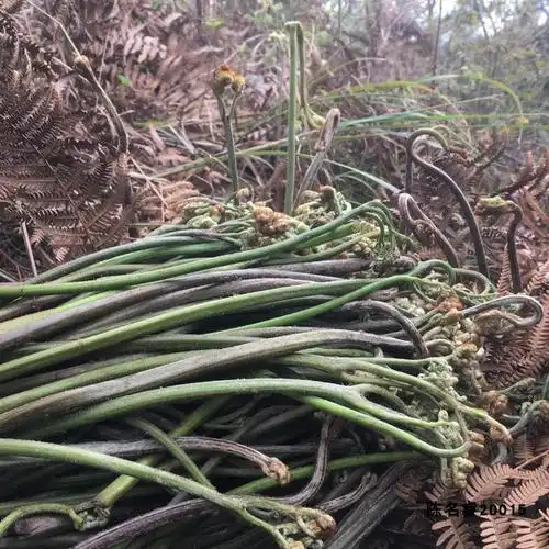 贵州蕨菜猫爪新鲜野生现采4斤现摘四川山蕨菜甜蕨苔龙爪菜山野菜