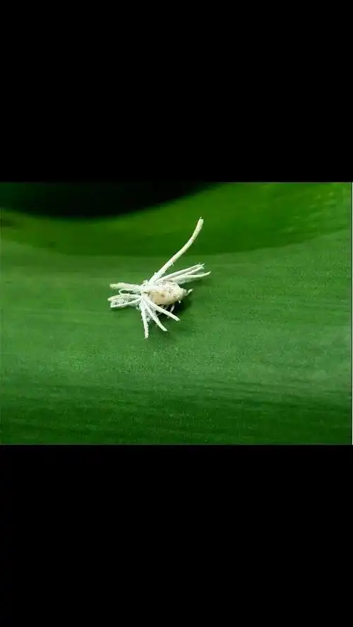 展开全部 广翅蜡蝉,拉丁名:ricania speculum (walker,1851)——这是