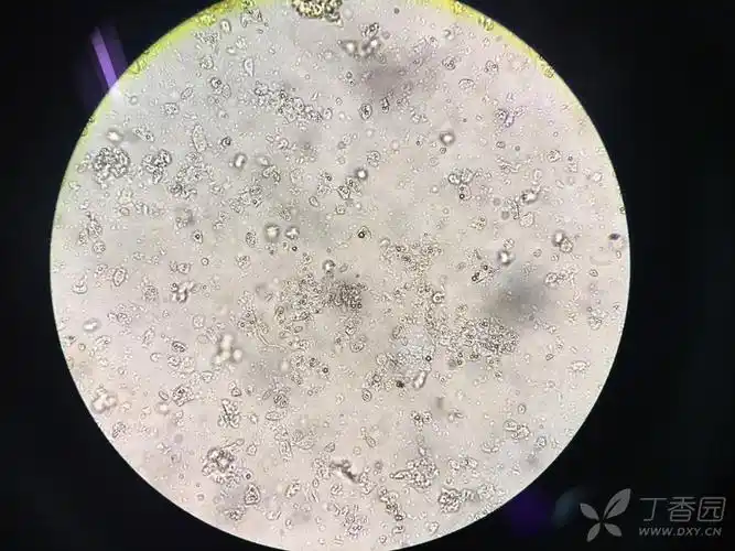 鱼肝脏原代细胞培养,新手,求指导