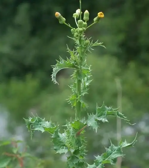 续断菊---清热止血