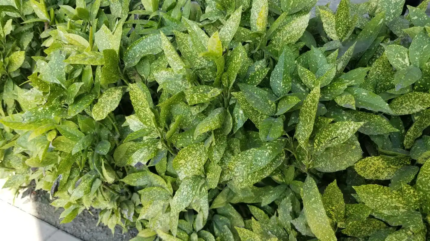 花叶青木也叫洒金叶珊瑚,金沙树,是山茱萸科桃叶珊瑚属青木的一个变种