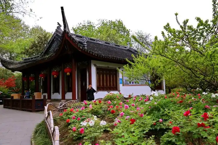 国色天香 ——常州东坡公园牡丹花展