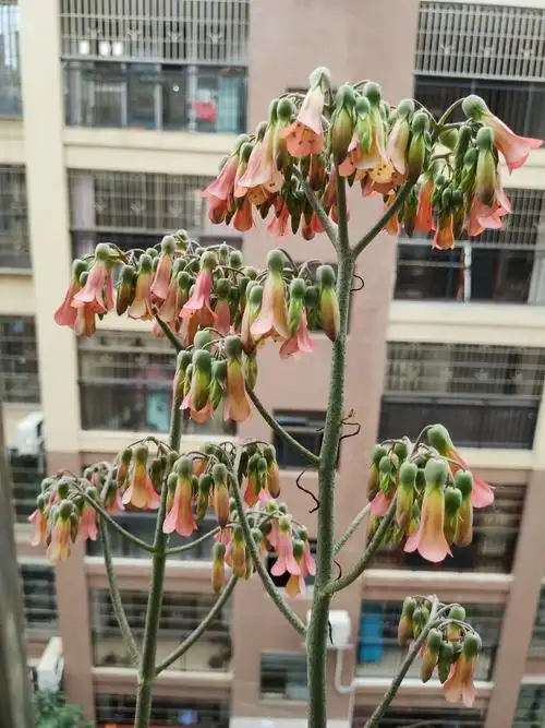 窗台上长的落地生根花