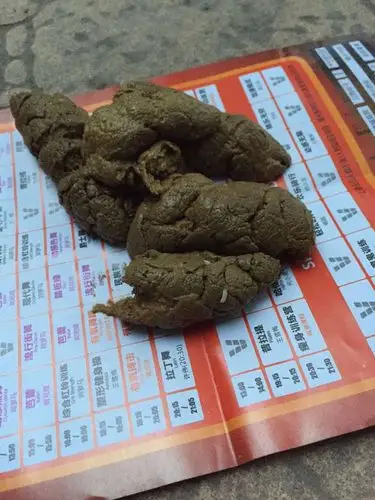 狗吃了驱虫药排的这个虫是什么?