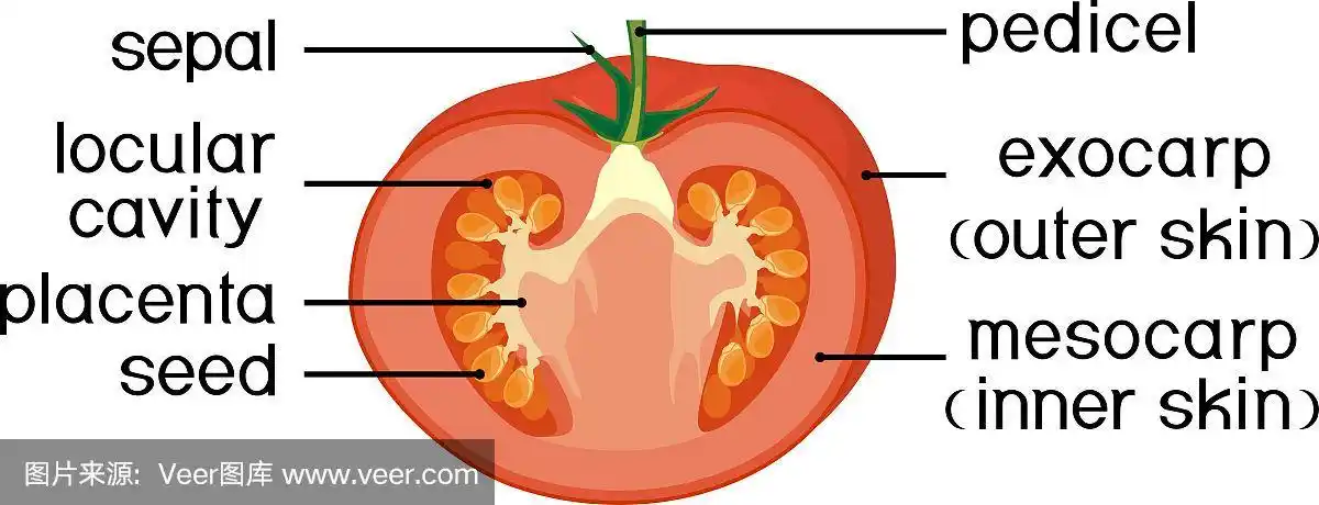 番茄成熟红色果实的形态与解剖.