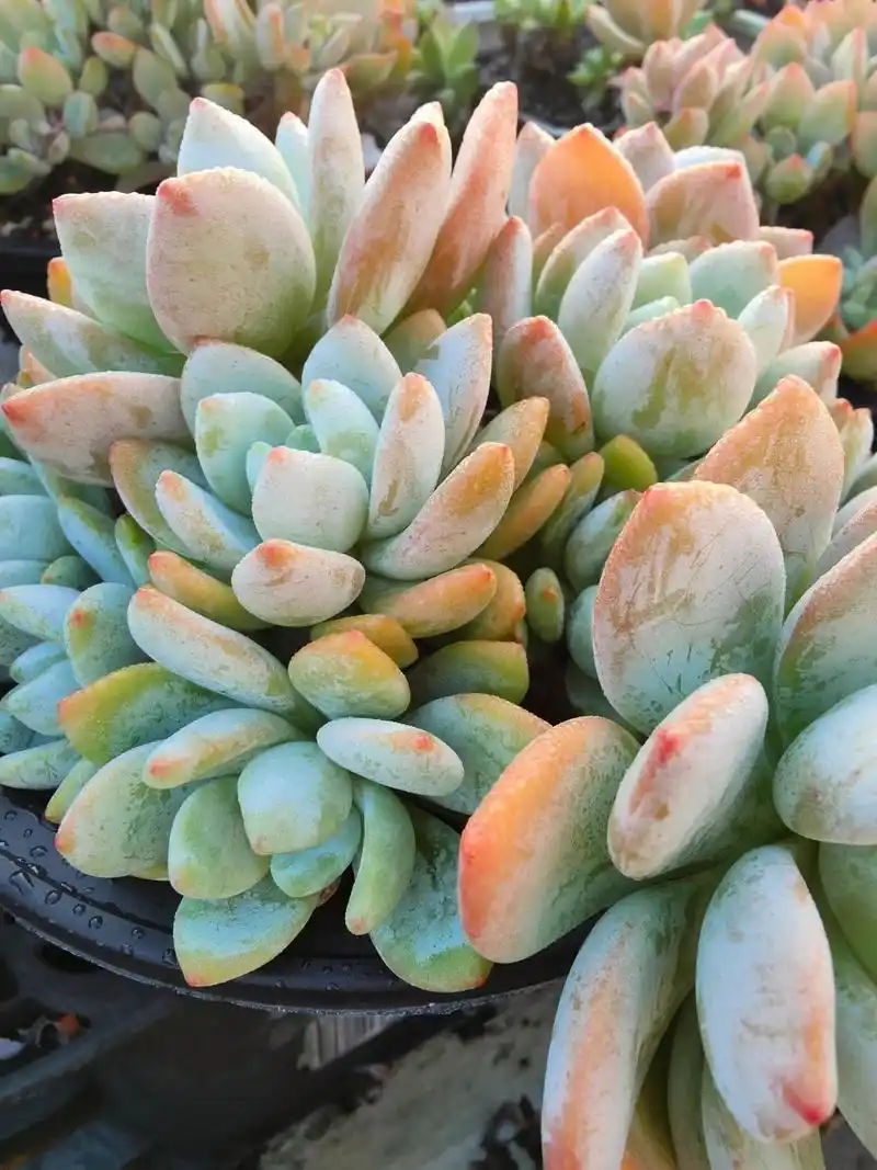 广东露养多肉之品种分享  冷香 广东露养度夏无压力品种,冷香图一是露