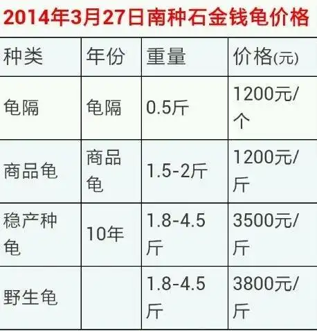 裤内藏51只乌龟:市价高达800美元 揭秘乌龟价格排行