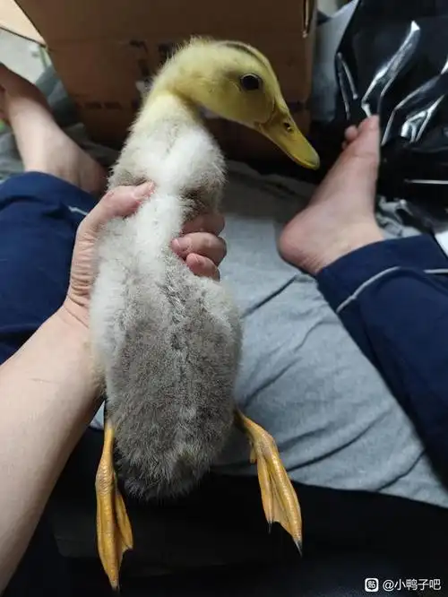 小鸭子是母的还是公的_小鸭子吧_百度贴吧
