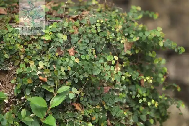 老鼠屎藤草药长什么样 铁包金,见过吗?化瘀止血,镇咳止痛.