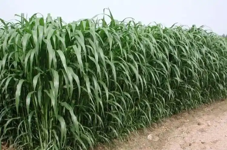 高丹草产鲜草300吨,种1亩能顶10亩的玉米产量,生长能达5米高_腾讯新闻