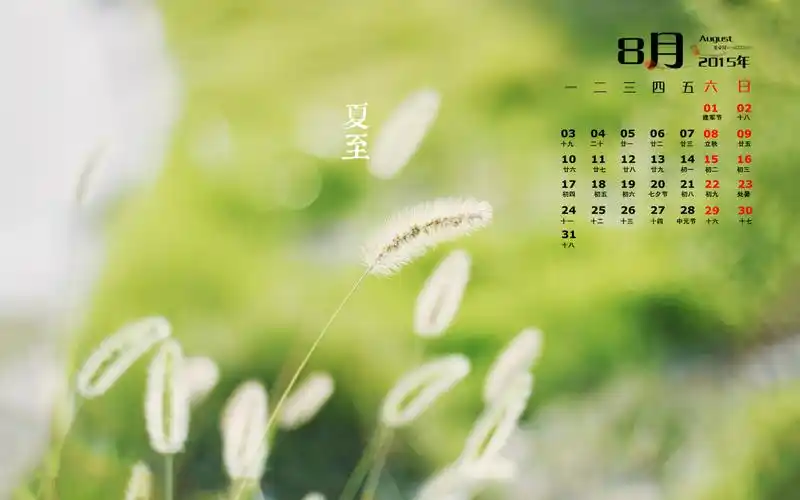 8月日历壁纸唯美夏日蒲公英高清电脑壁纸下载