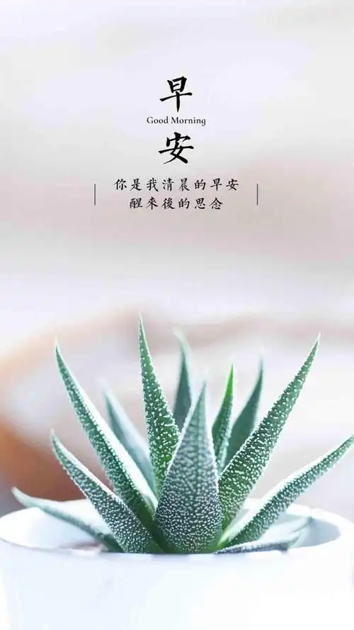 早安,清新,思念,文字,多肉,创意设计,壁纸欠你一个早安