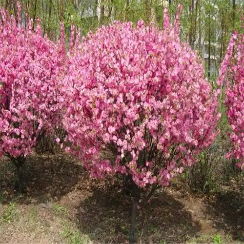 榆叶梅榆叶梅苗榆叶梅球观花植物苗风景树苗