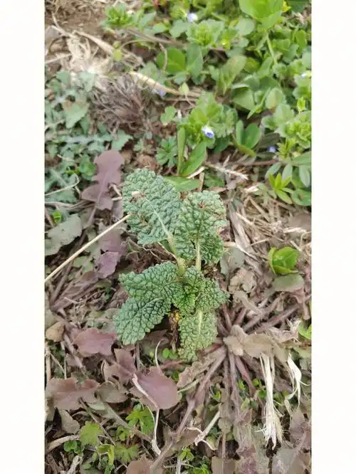 癞蛤蟆草治疗咽喉肿痛而且对痔疮很有效