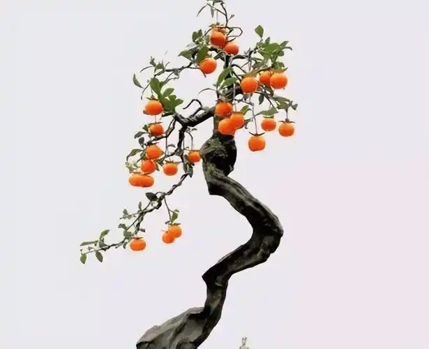 金弹子盆栽养殖方法,金弹子怎么栽培的成功率高