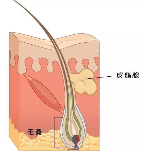 不管它拉低颜值管了它越长越疯黑头真的没救了