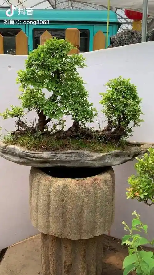 过桥连体的雀梅盆景