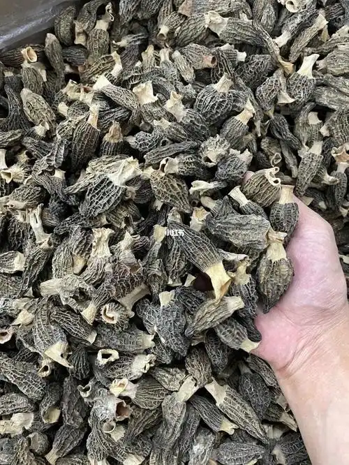 特价羊肚菌06268元一斤包邮,不退不换,整件24斤价优!秒完即止!