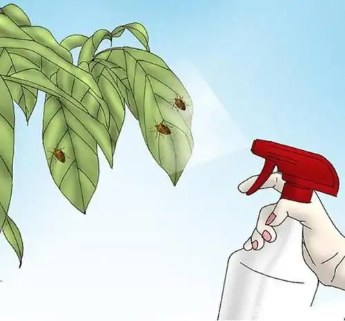 怎么样用天然杀虫剂驱除椿象,驱除椿象图解教程