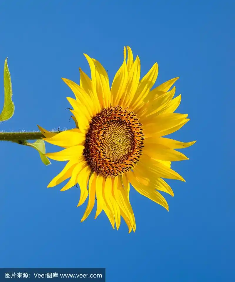 蓝天和太阳映衬下的一朵盛开的向日葵.