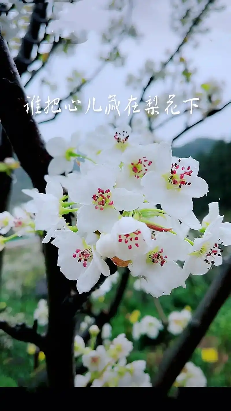 创作灵感 梨花开,春带雨如诗;梨花落,时光清如月.花不负时 - 抖音
