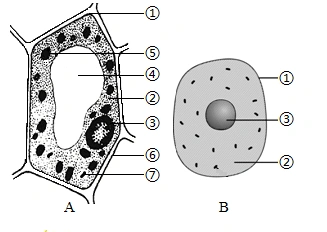 动物细胞和植物细胞 植物细胞的基本结构(1)图a表示植物细胞结构图