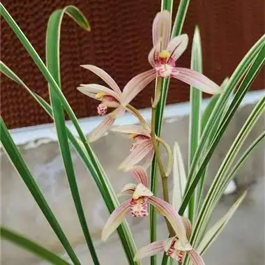 漂亮线艺:白马王子(10-26)2苗1芽 - 中国兰花交易网