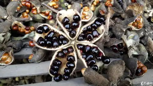 供应                    :牡丹籽