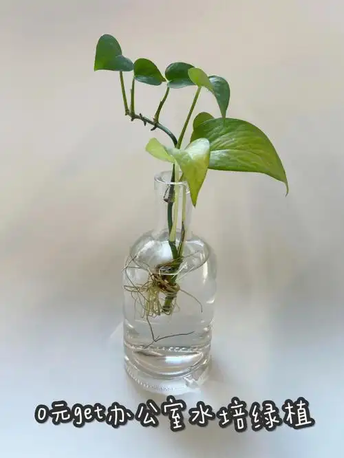 0元get好看的办公室水培绿植