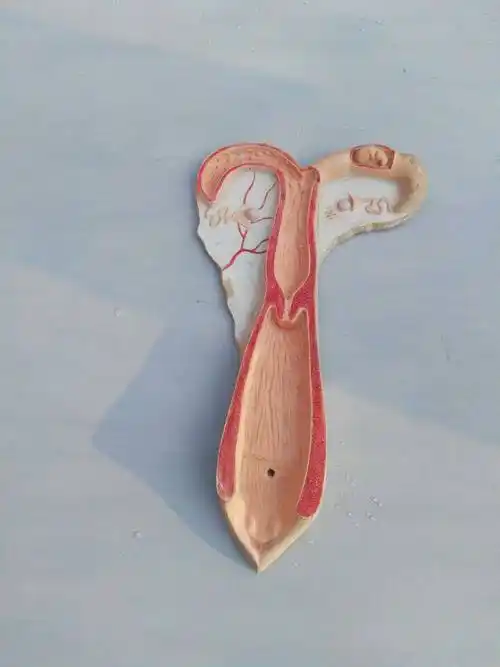 羊子宫解剖模型